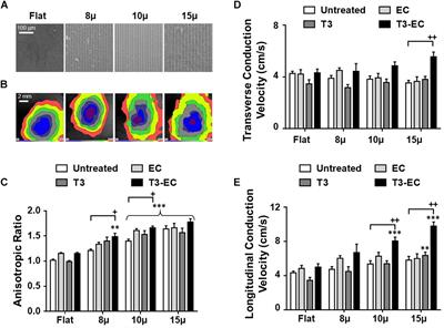 Combinatorial Treatment of Human Cardiac Engineered Tissues With Biomimetic Cues Induces Functional Maturation as Revealed by Optical Mapping of Action Potentials and Calcium Transients